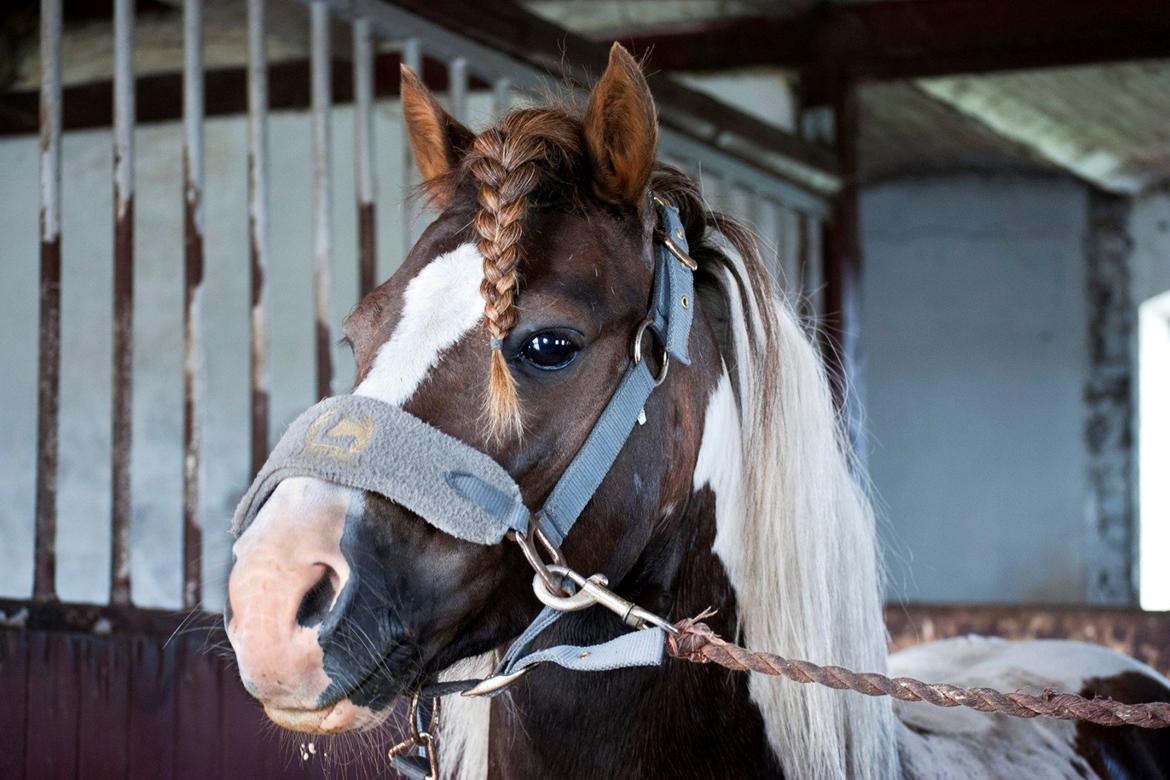 Anden særlig race Funny Spot billede 14