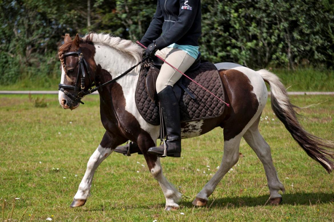 Anden særlig race Funny Spot billede 15