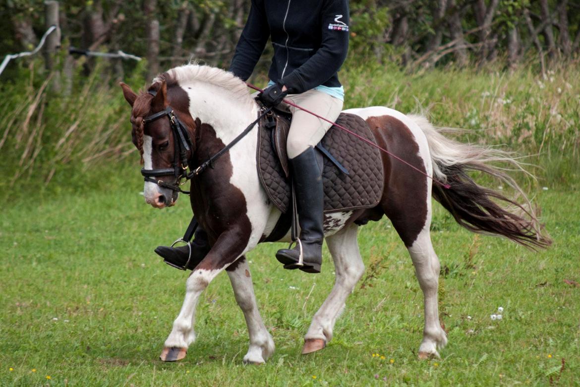 Anden særlig race Funny Spot billede 16