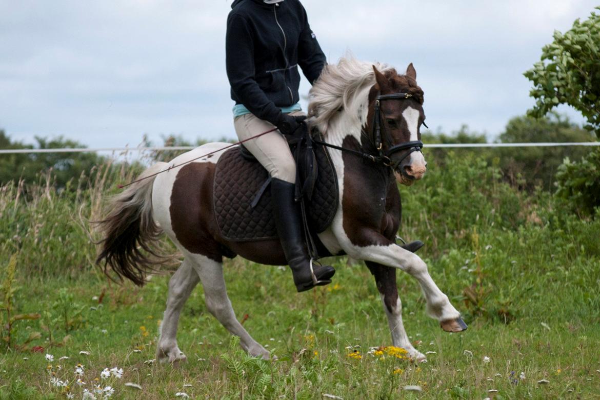 Anden særlig race Funny Spot billede 17