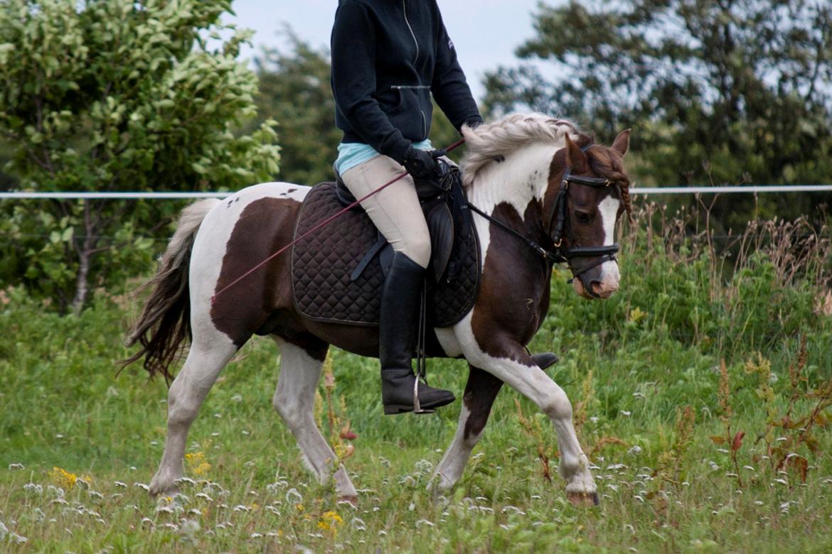 Anden særlig race Funny Spot billede 18