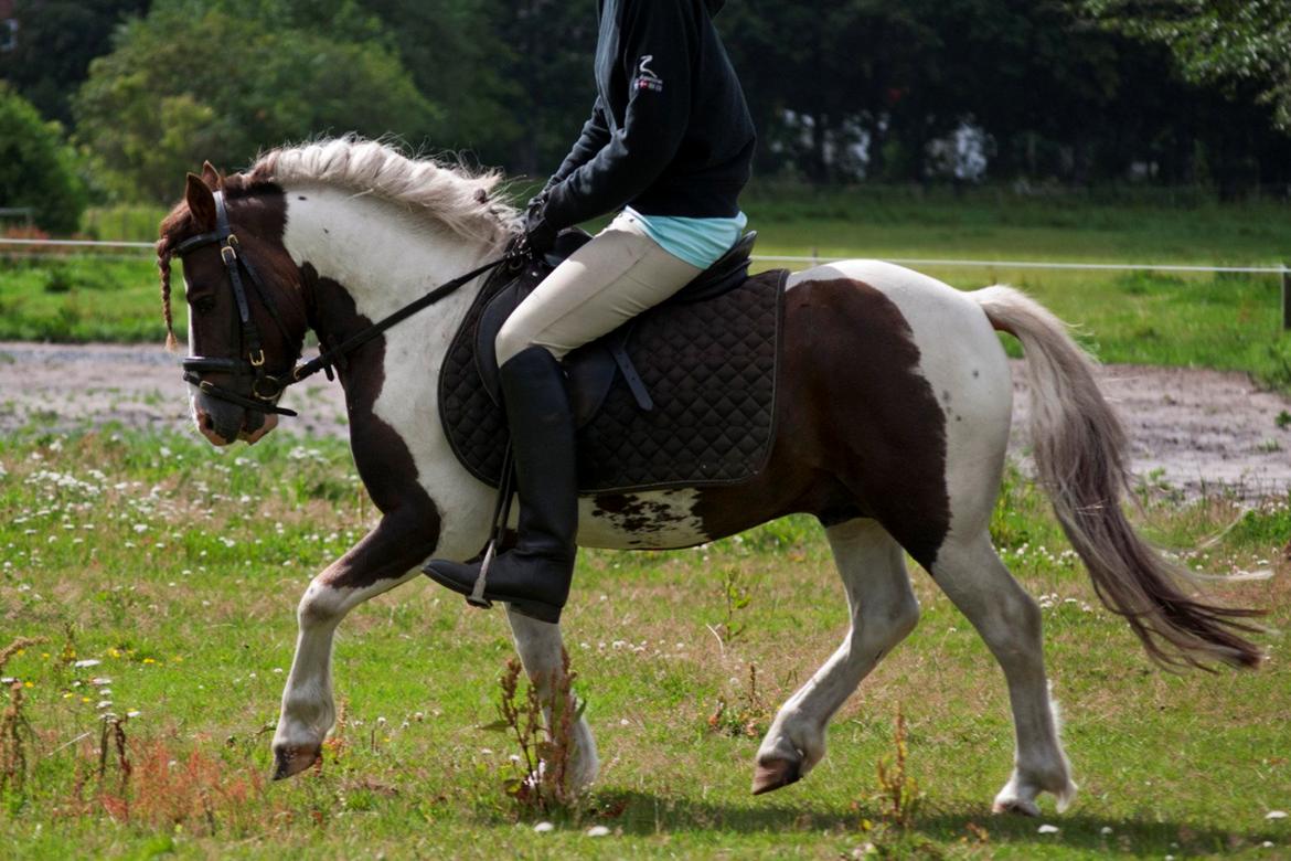 Anden særlig race Funny Spot billede 19
