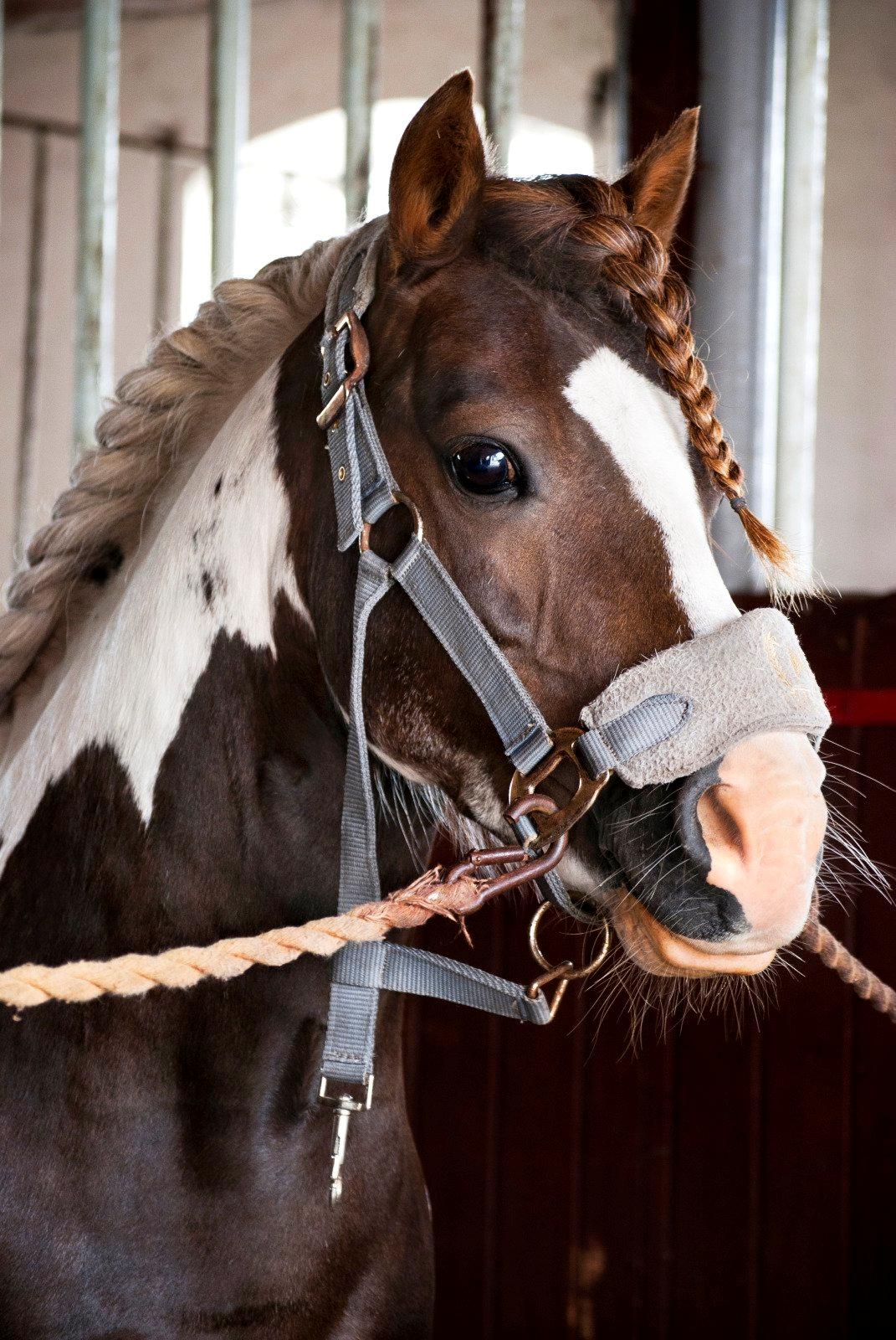 Anden særlig race Funny Spot billede 1