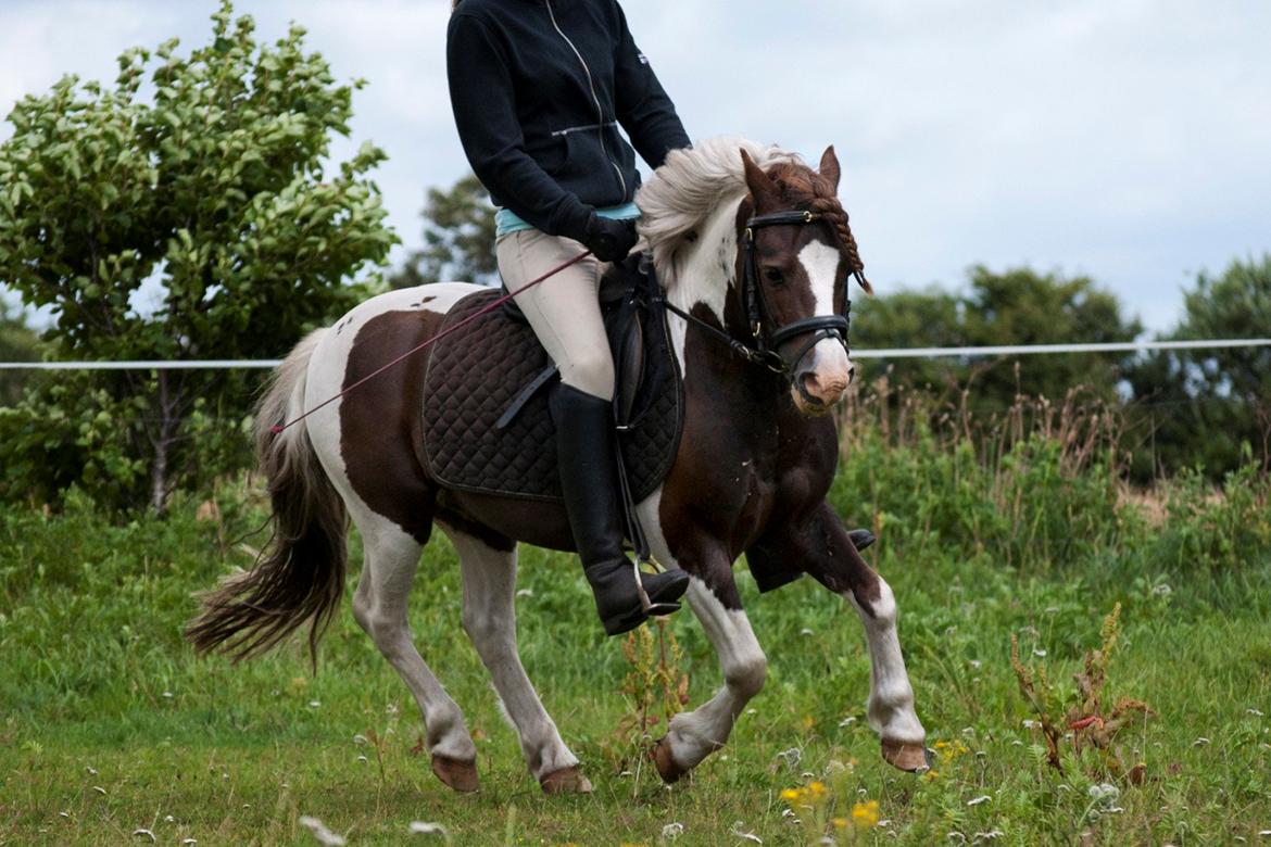 Anden særlig race Funny Spot billede 20