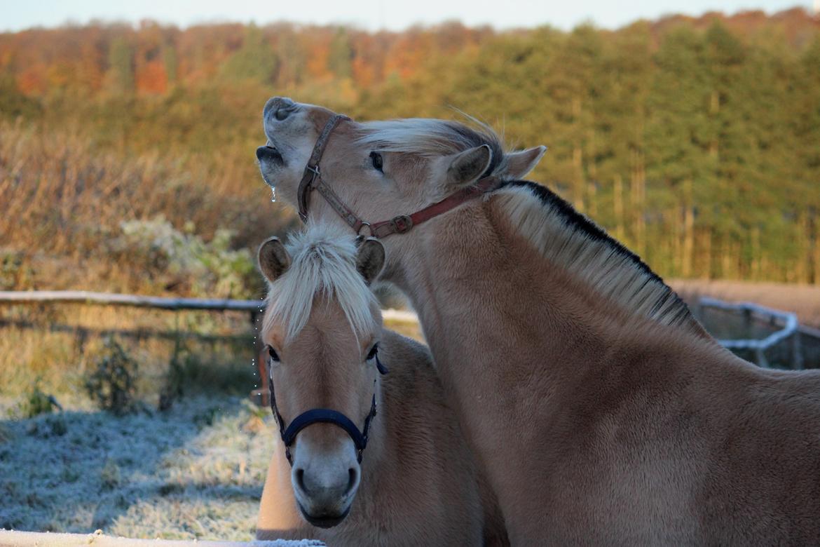 Fjordhest Lamhaves Confetti - Confetti(blå grime) sammen med hans mor Bibi, i den første frost.
Efterår 2012 billede 8