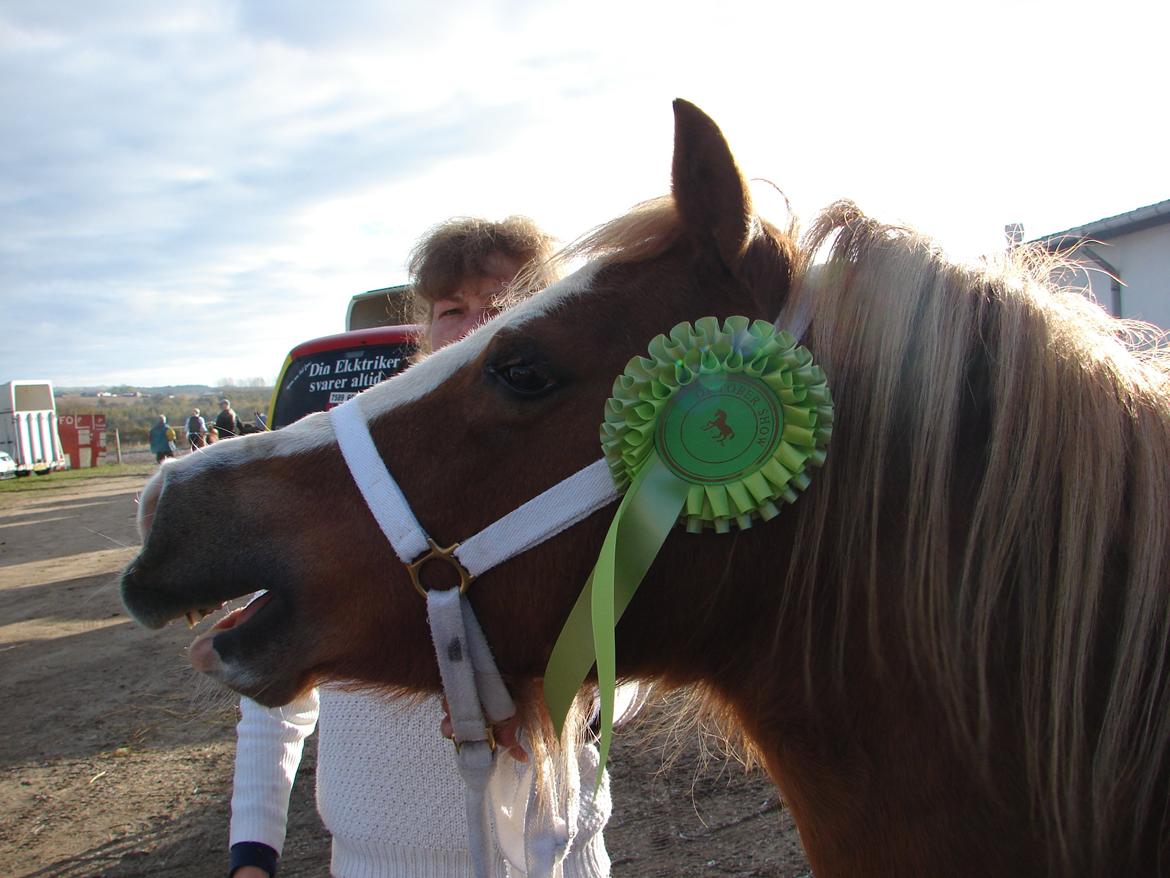Welsh Mountain (sec A) Mosegaard's Surprice - Surprice med sine fine rosettet og som gerne vil hjem nu ;-) Oktobershow 2012 billede 20