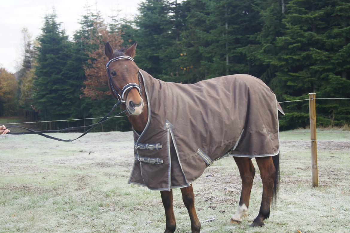 Tysk Sportspony Lienes - Model pony!<3<3<3 billede 20