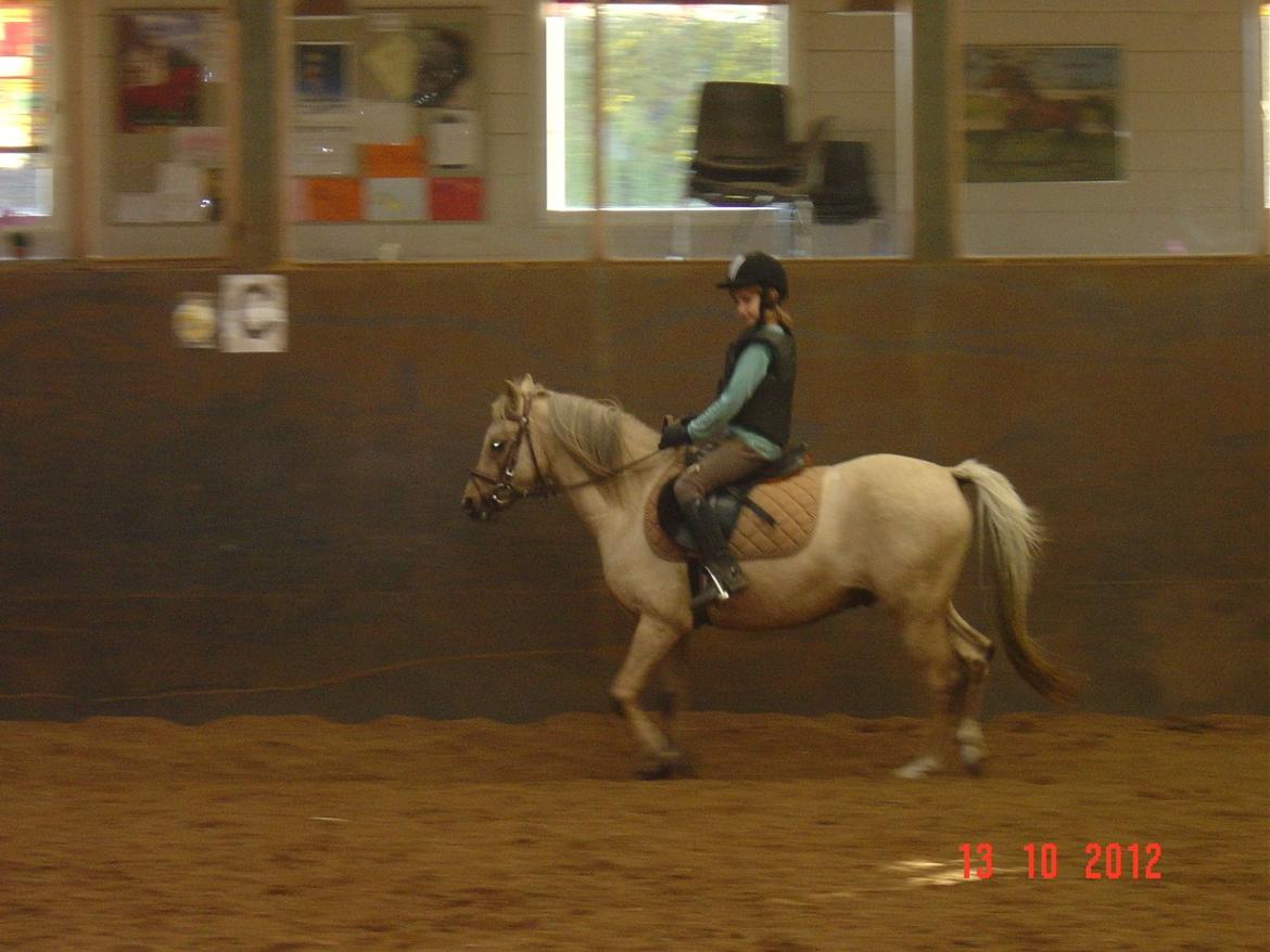 Welsh Pony (sec B) HÅBETS GOLDEN SON - Grethe og Golden på rideskolen okt. 2012. billede 14