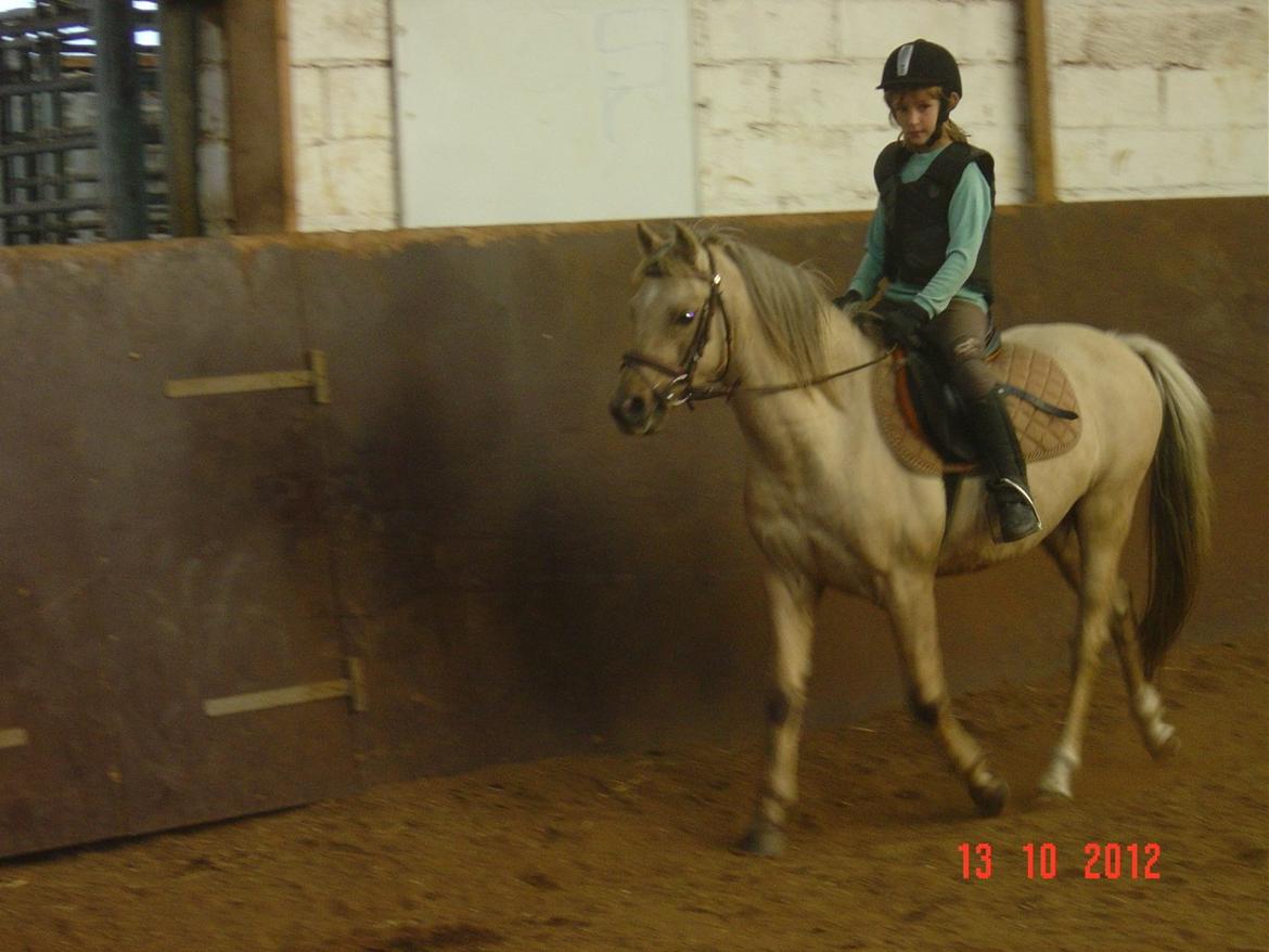 Welsh Pony (sec B) HÅBETS GOLDEN SON - Okt. 2012 billede 15