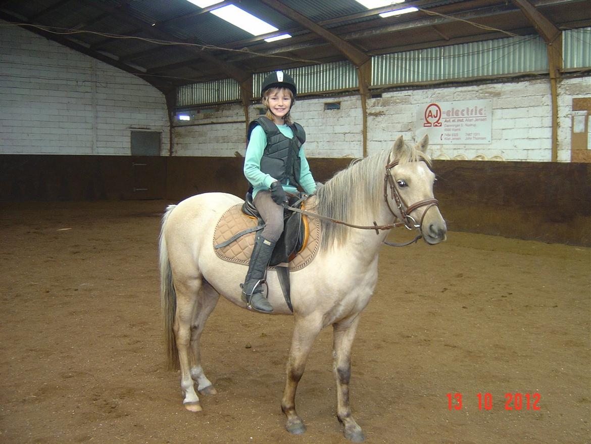 Welsh Pony (sec B) HÅBETS GOLDEN SON - Okt. 2012 billede 16