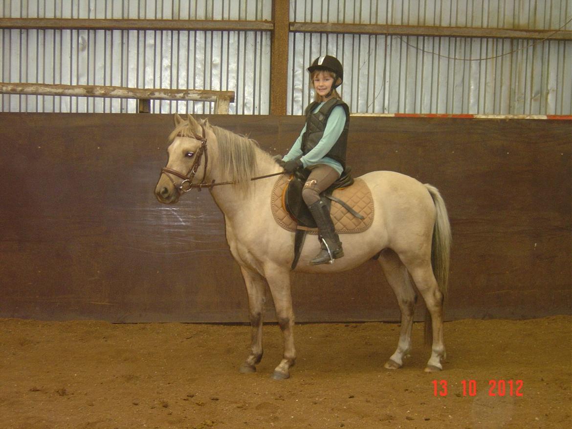 Welsh Pony (sec B) HÅBETS GOLDEN SON - Okt. 2012 billede 17