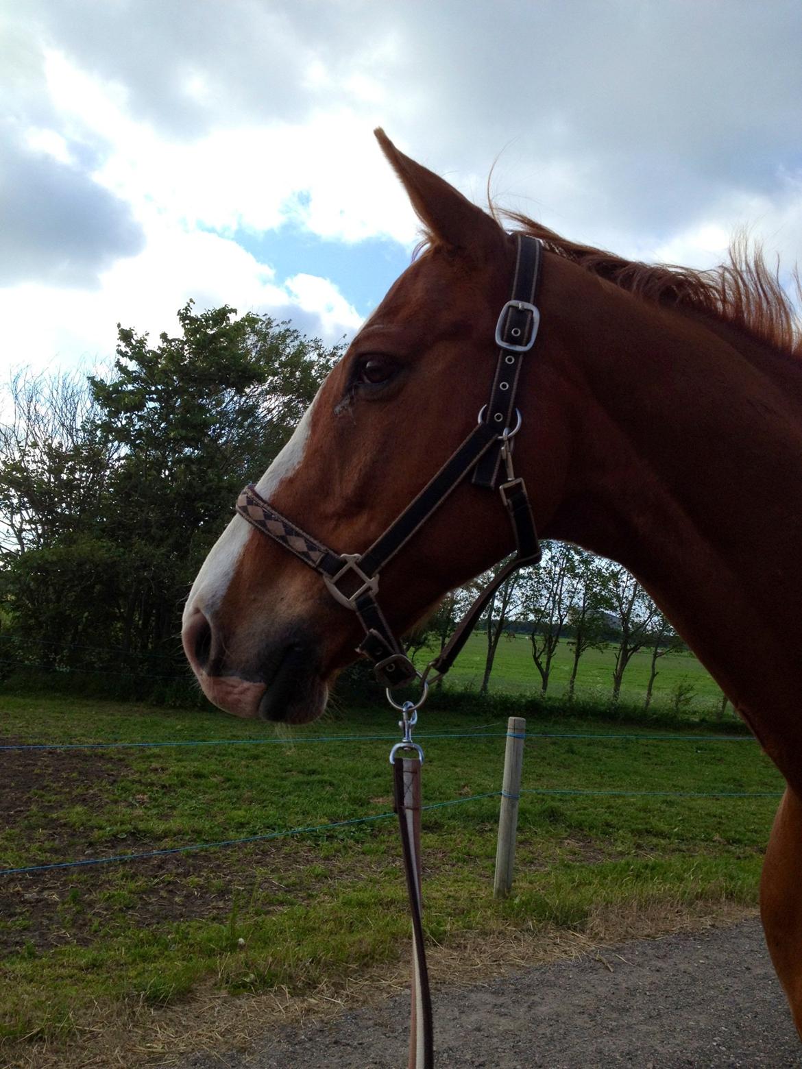 Dansk Varmblod Victor - Viggo udenfor <3

Sommer 2012.

Foto: IKJ © billede 17