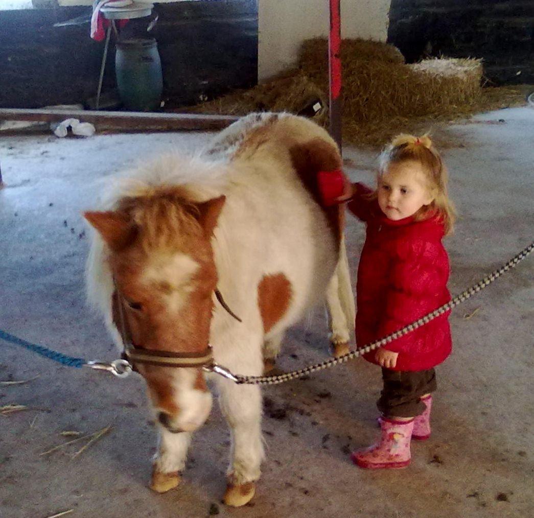 Shetlænder Corrie van de ostrik billede 5