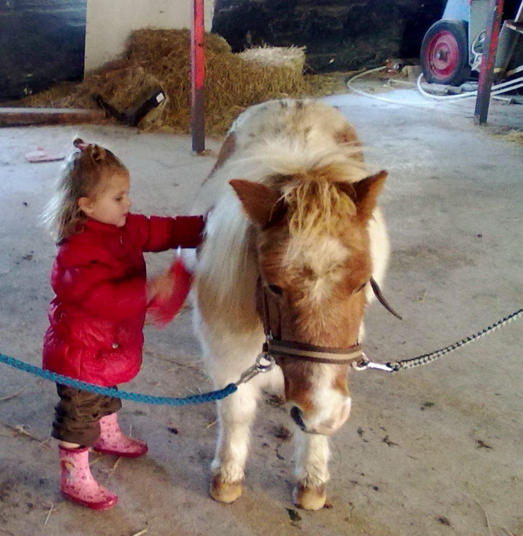 Shetlænder Corrie van de ostrik billede 6
