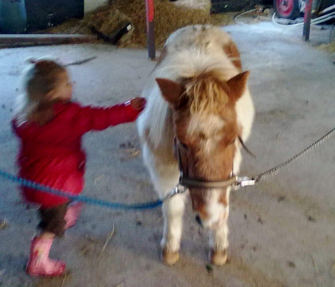 Shetlænder Corrie van de ostrik billede 7