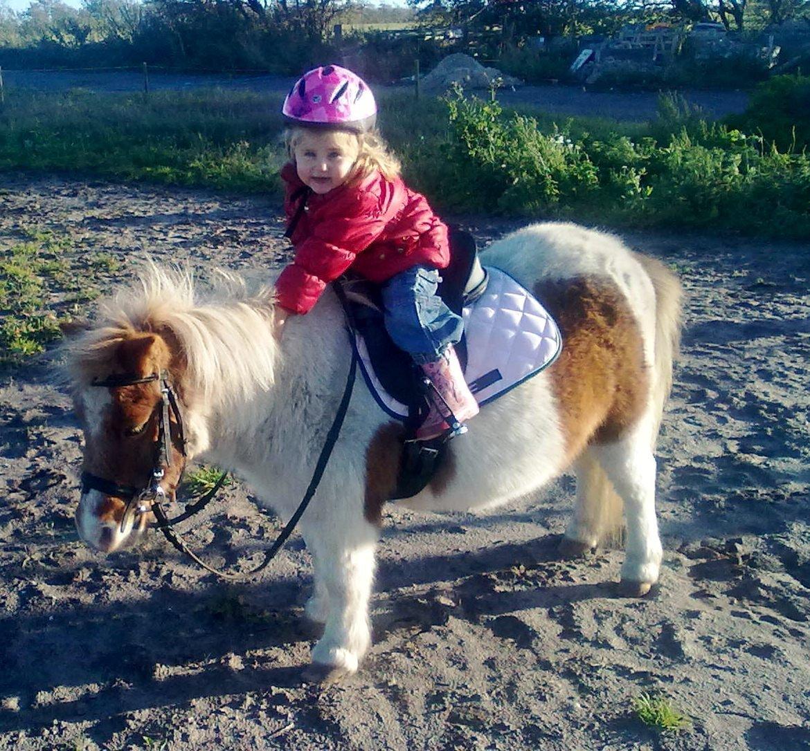 Shetlænder Corrie van de ostrik billede 8