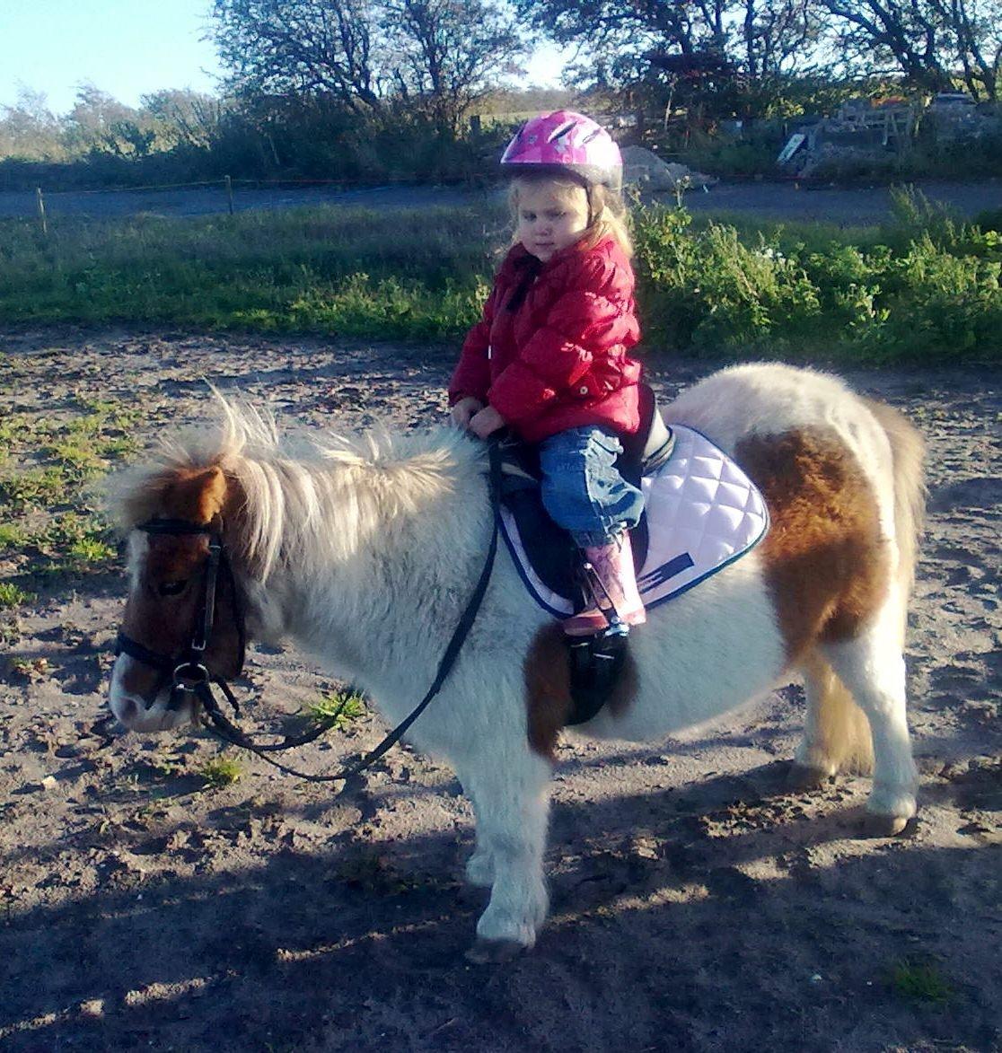 Shetlænder Corrie van de ostrik billede 9