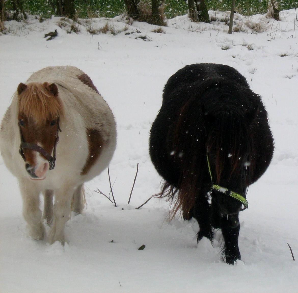 Shetlænder Corrie van de ostrik billede 10