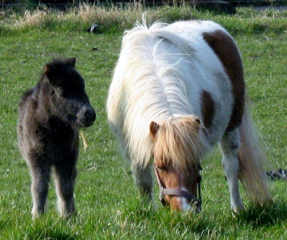 Shetlænder Corrie van de ostrik billede 11