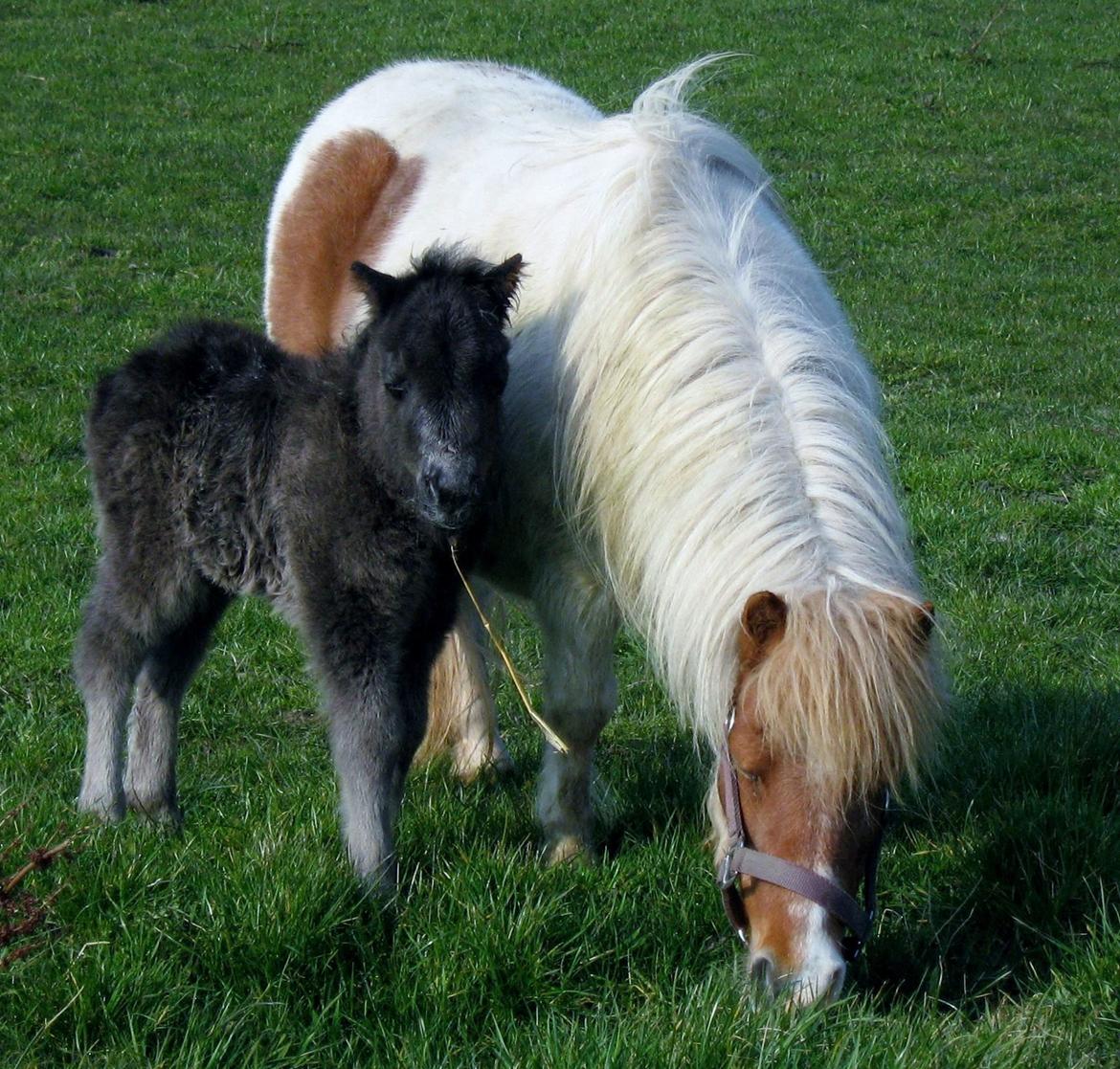 Shetlænder Corrie van de ostrik billede 12