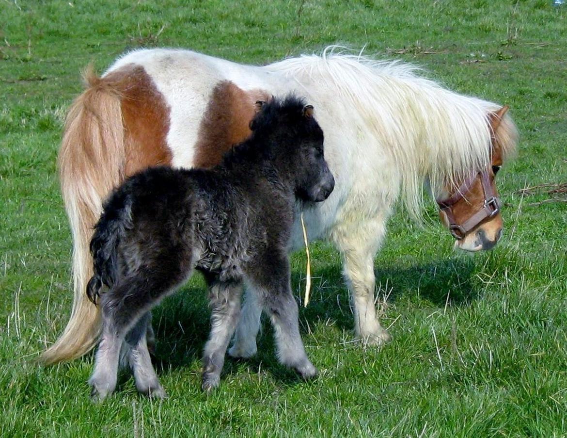 Shetlænder Corrie van de ostrik billede 13