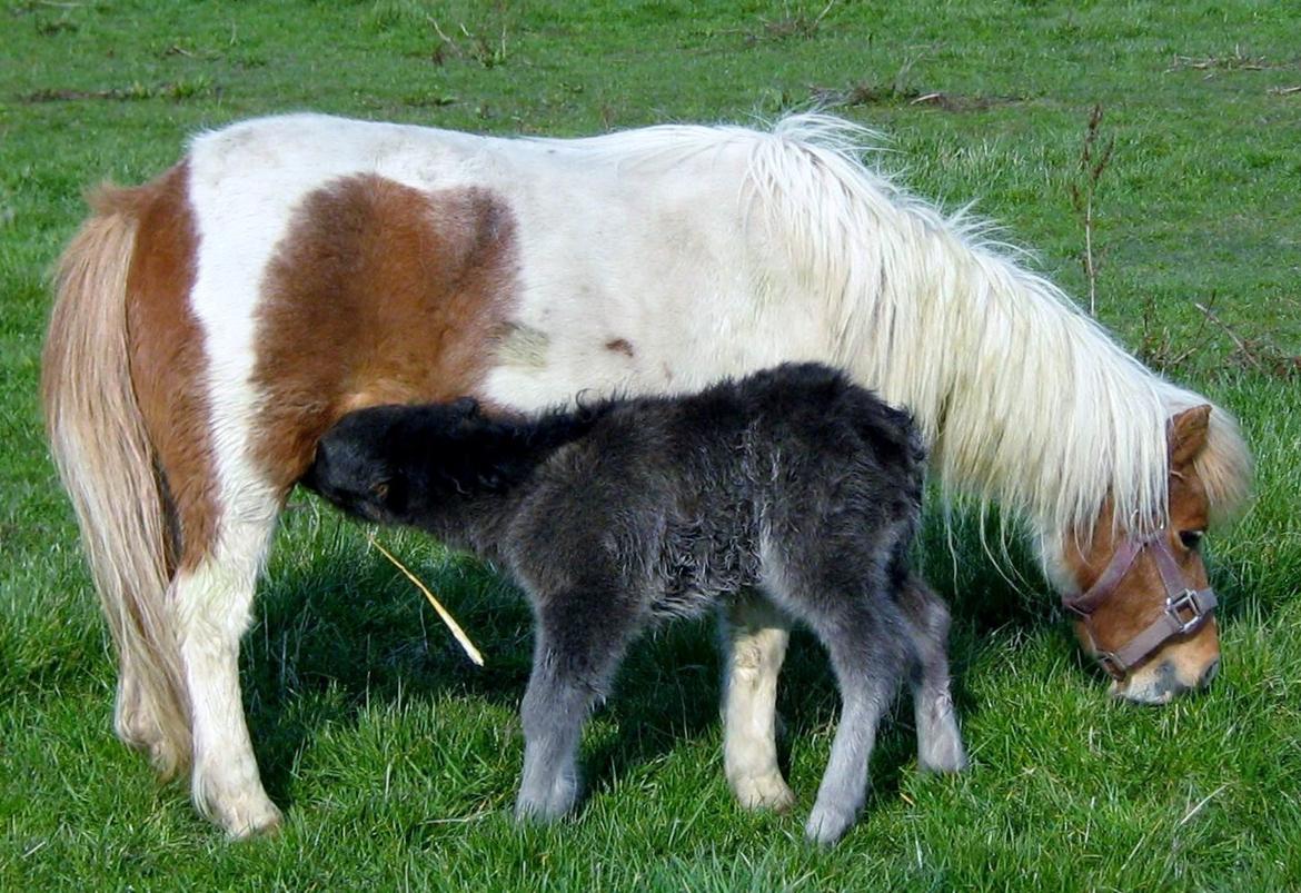 Shetlænder Corrie van de ostrik billede 14