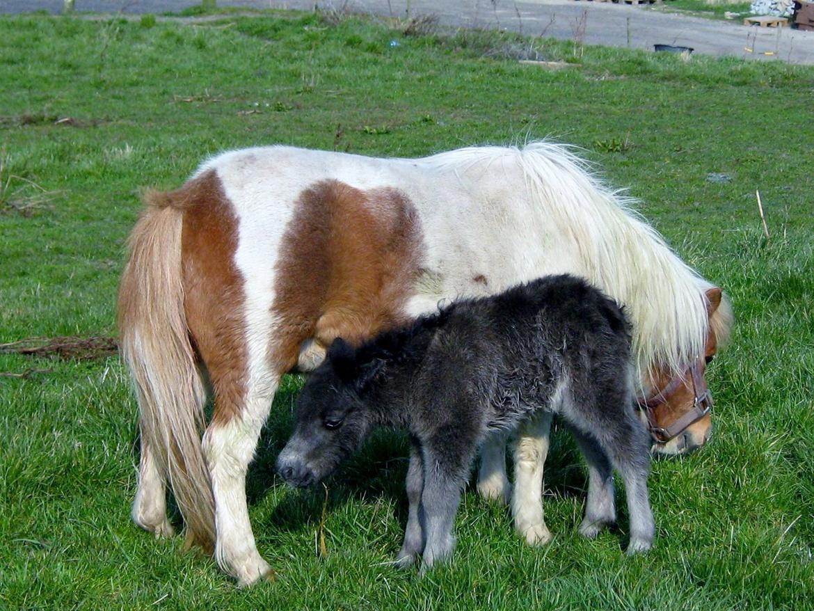 Shetlænder Corrie van de ostrik billede 15