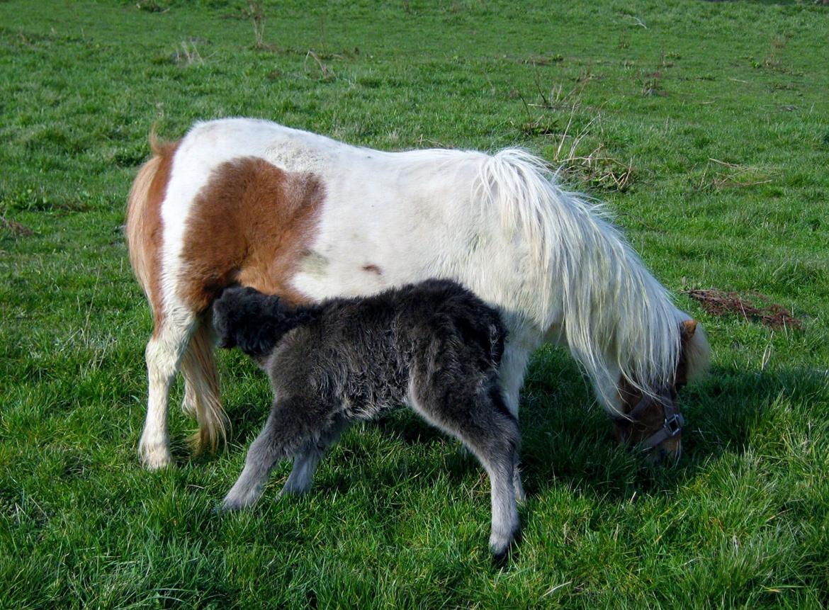 Shetlænder Corrie van de ostrik billede 16