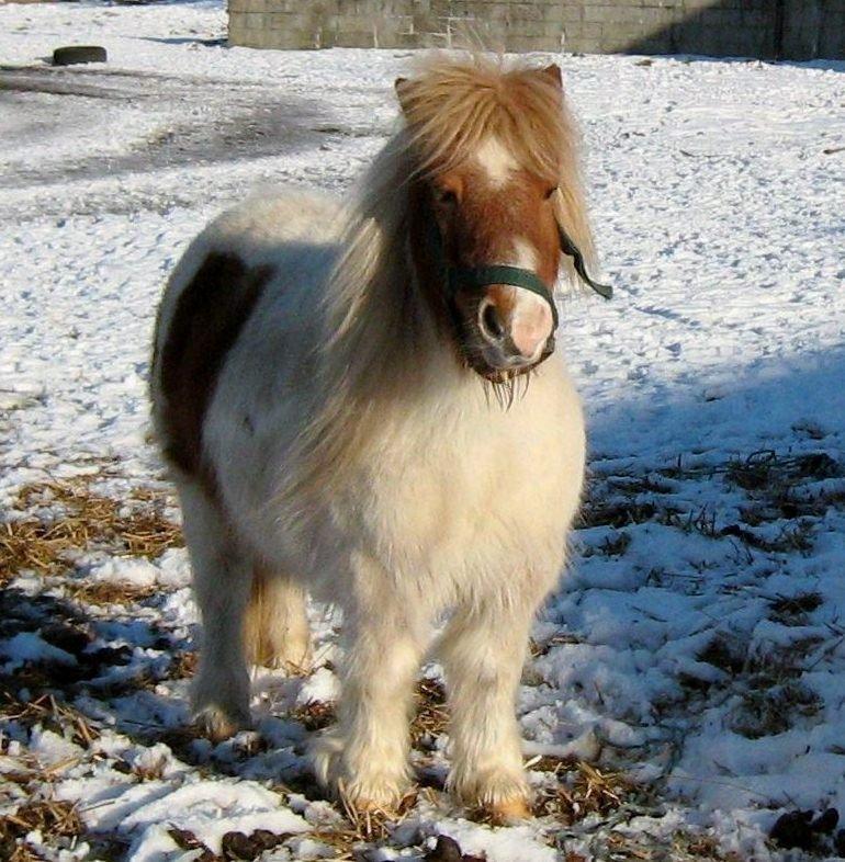 Shetlænder Corrie van de ostrik billede 17