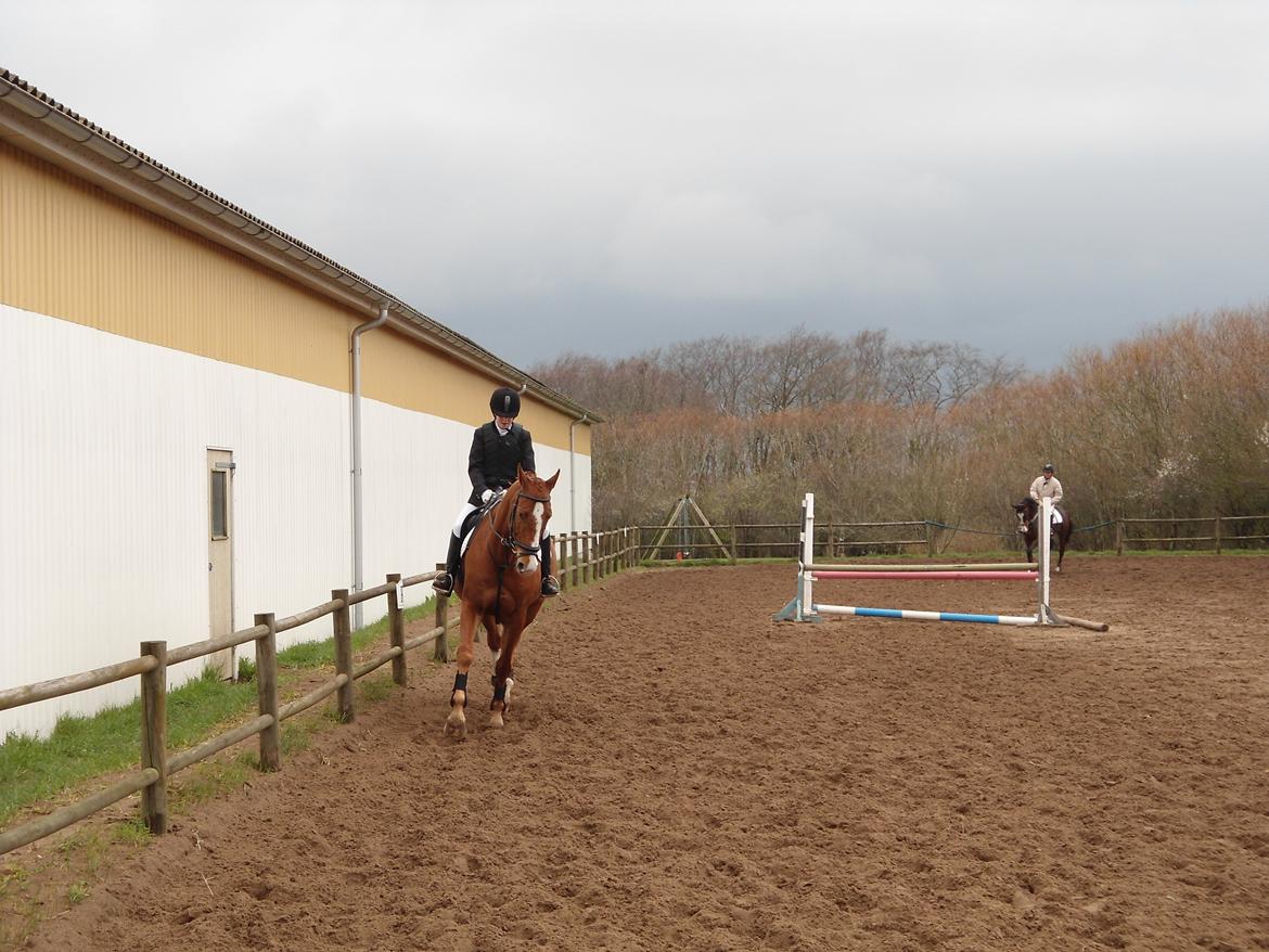 Dansk Varmblod Victor - Victor og jeg varmer op til LF:-)<3

Forår 2012.

Foto: IKJ © billede 18