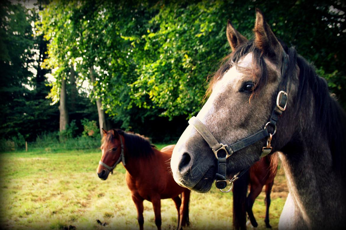 Connemara Guinness Dark Surprise billede 2