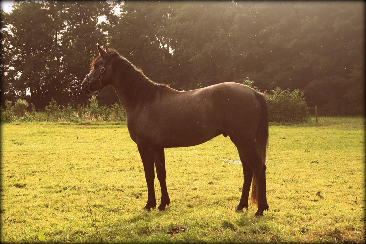 Connemara Guinness Dark Surprise billede 3