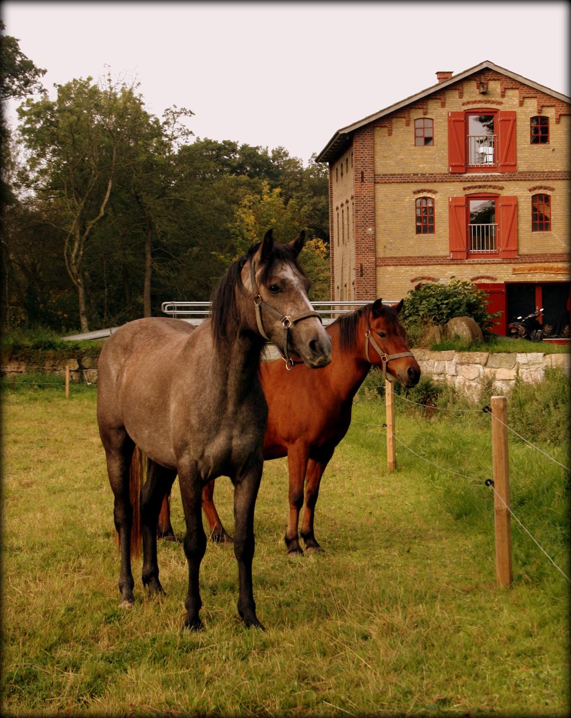 Connemara Guinness Dark Surprise billede 4