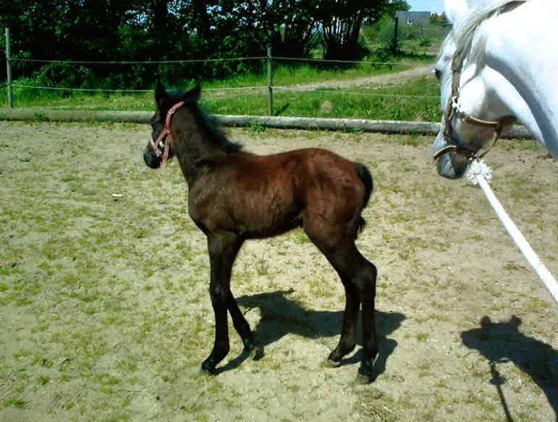 Connemara Guinness Dark Surprise billede 5