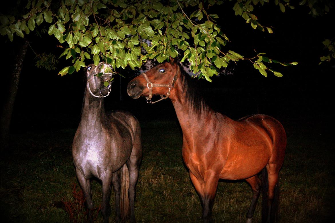 Connemara Guinness Dark Surprise billede 6