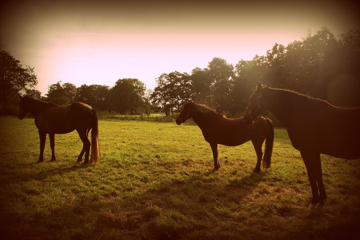 Connemara Guinness Dark Surprise billede 7