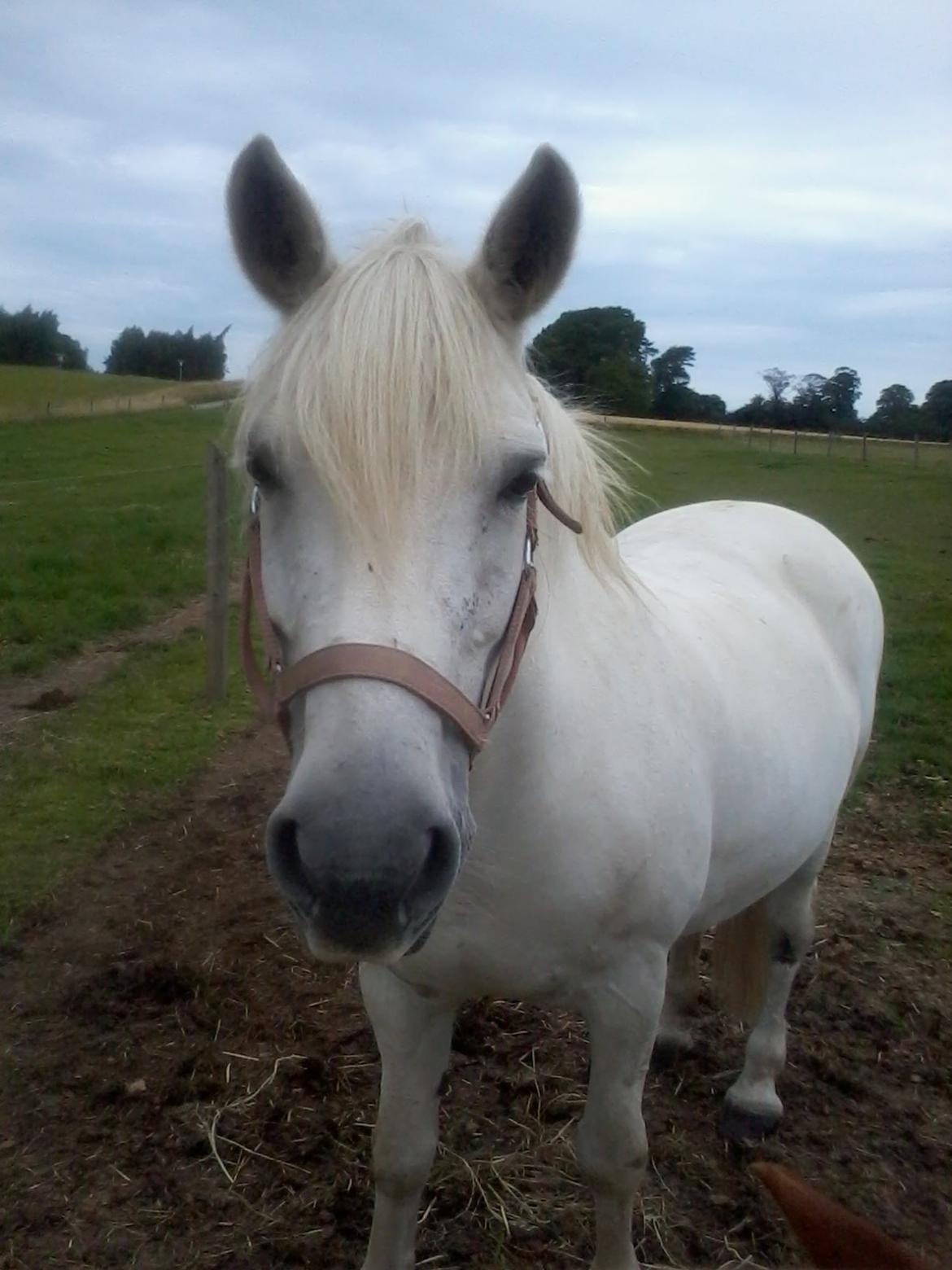 Anden særlig race Rubin - Politiet er på jagt efter en sej, lækker, smuk, sød, awesome, unik og fuldstændig fantastisk pony.. men bare rolig jeg sagde ikke hvor du var <3<3 billede 13