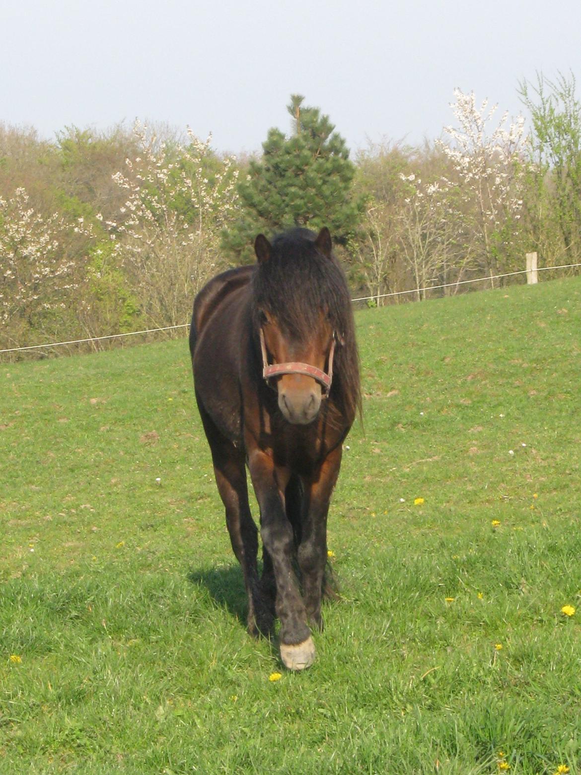 Dartmoor Cayberry Dark Gale - Gale på sommerfold. billede 1