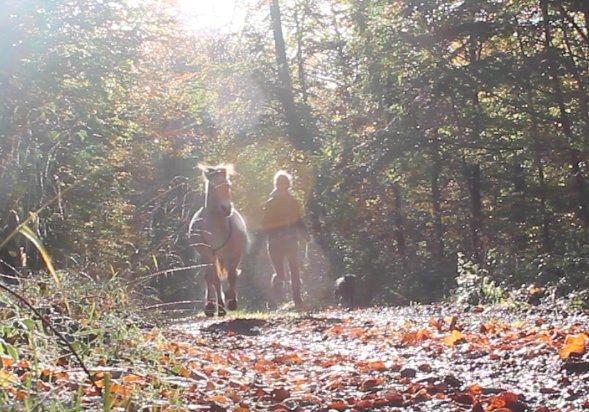 Fjordhest Lippa Fjord - En skøn galop i skoven, med Lippa og min hund.. et moment af mine frie dyr, som jeg elsker af hele mit hjerte.  billede 16