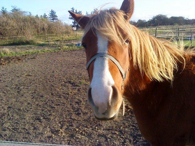 Anden særlig race Nice Surprice billede 18