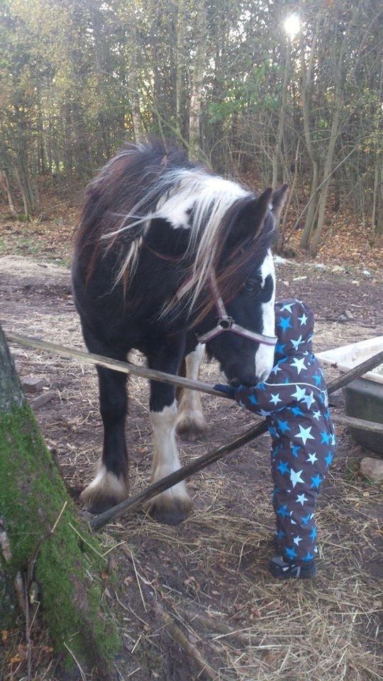 Tinker "Lunte" Kijofregs Arizona - 27/10-2012 billede 17