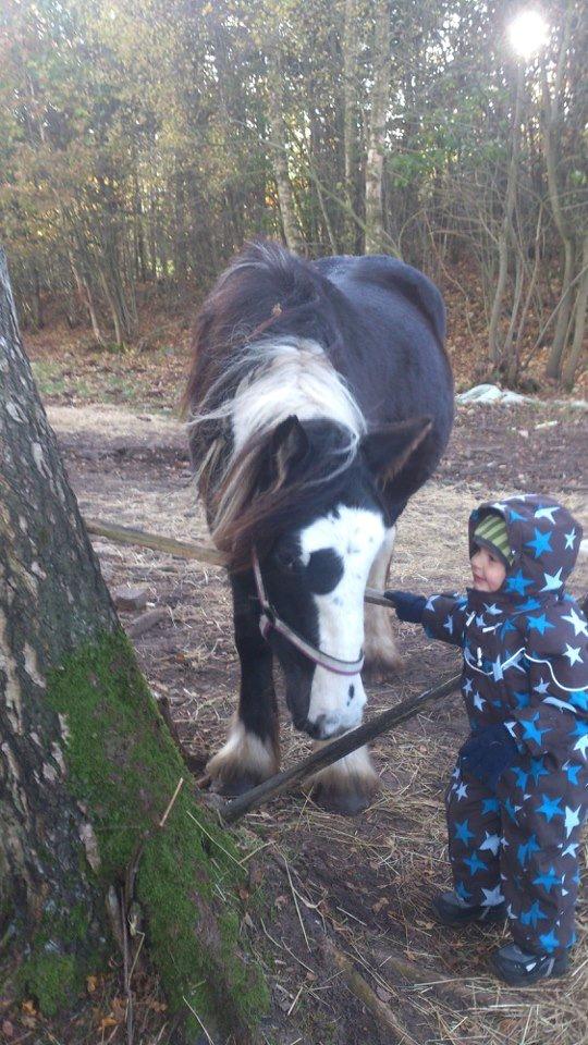 Tinker "Lunte" Kijofregs Arizona - 27/10-2012 billede 18