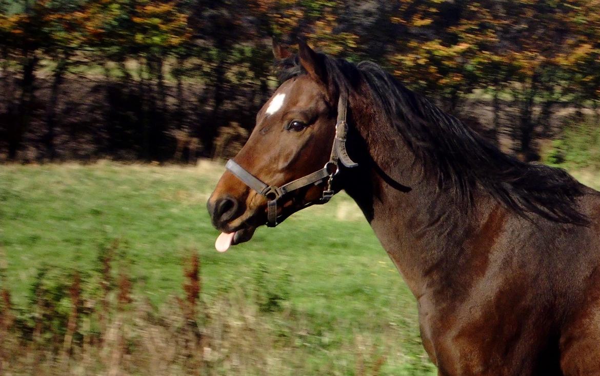 Dansk Varmblod Stenager's Remember Me - Velkommen til "Bøllen" billede 4