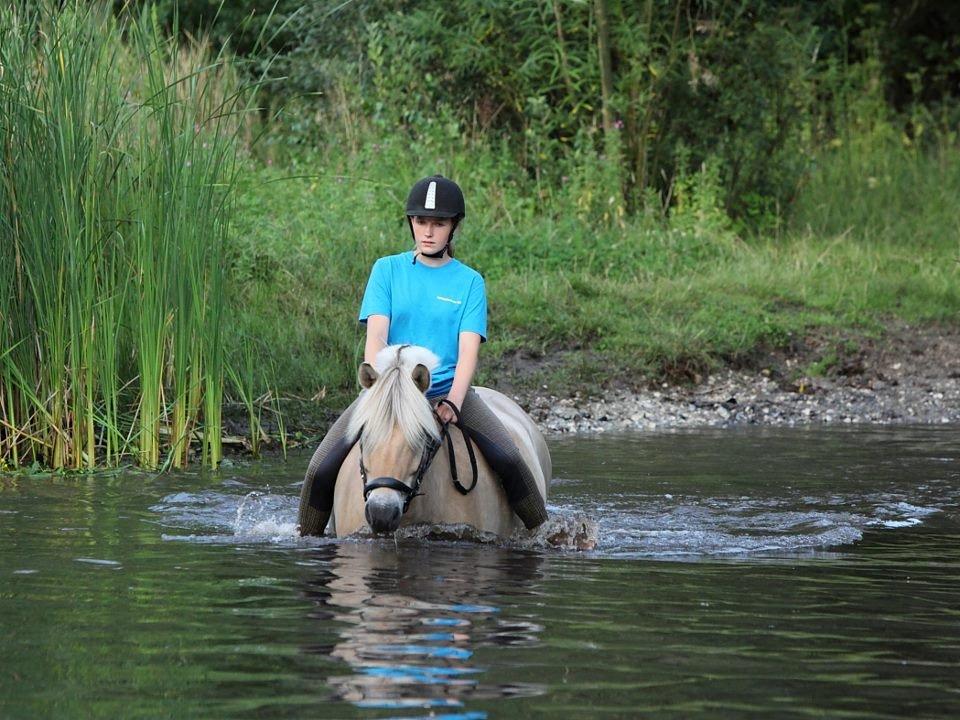 Fjordhest LOKE - Hesteweekend 2012

Lis Marding billede 16