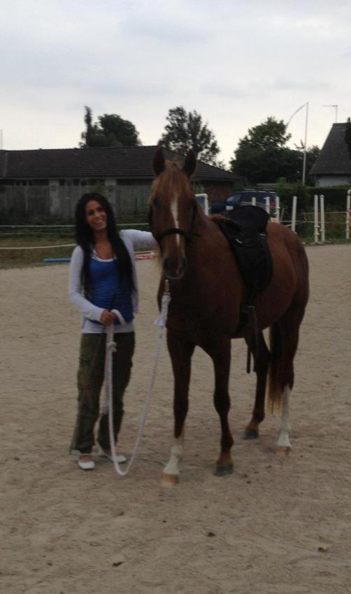 Tysk Sportspony Fredens copperfield - Første gang med sadel :) billede 10