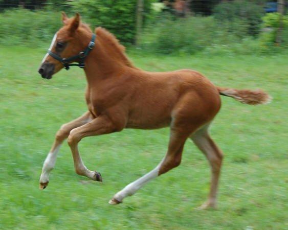 Tysk Sportspony Fredens copperfield - Billedet er Lånt fra stutteri freden.dk billede 17