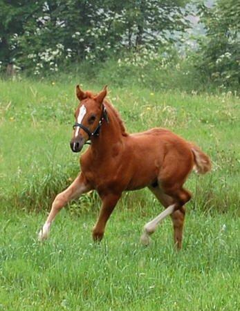 Tysk Sportspony Fredens copperfield - Billedet er Lånt fra stutteri freden.dk billede 18