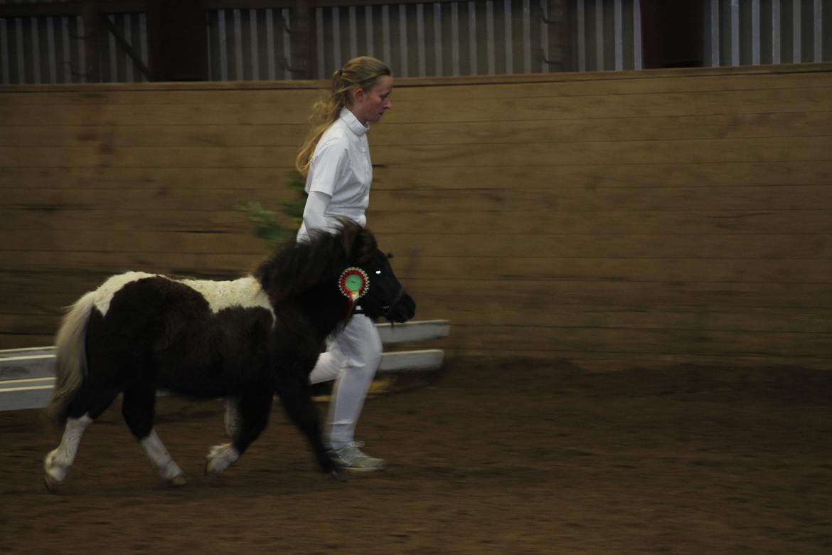 Shetlænder Ejstrup's Tatan - 27/10 2012 - Oktobershow. I ringen for 2. gang, denne gang til Championat, hvor han fik titlen "Bedste Hingsteføl" STOLT! billede 19