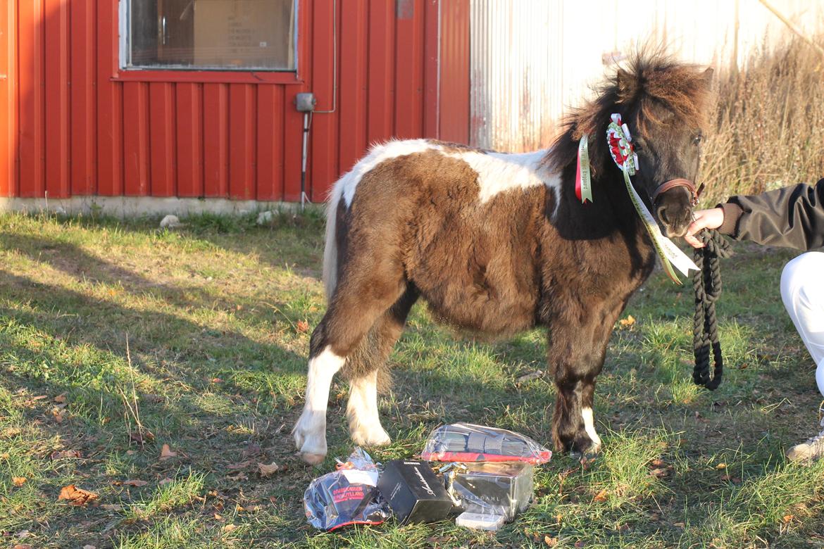 Shetlænder Ejstrup's Tatan - 27/10 2012 - Dagens høst til Oktobershow! :D billede 2