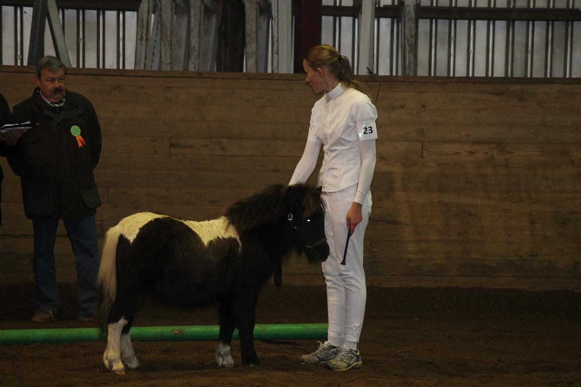 Shetlænder Ejstrup's Tatan - 27/10 2012 - Oktobershow. Står lige så pænt og venter på at dommeren får bedømt ham :) billede 20